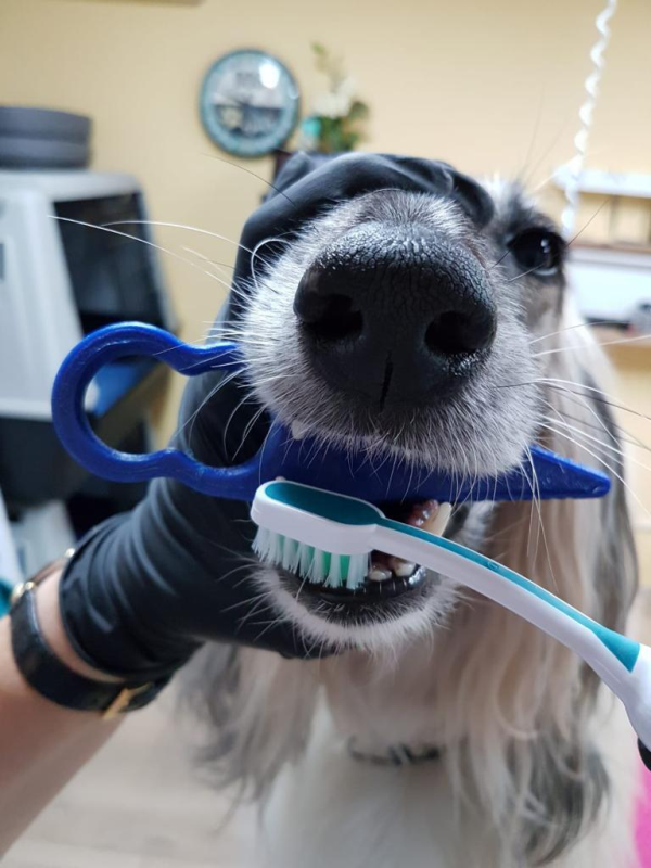 Dentiboy Set