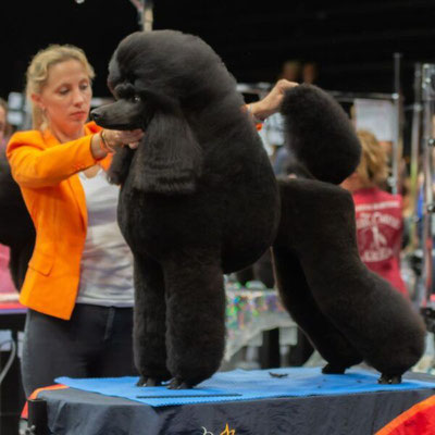 Angebot 4, 6.+7.12.2025 Tag 1+2, , SEMINAR+WORKSHOP mit Hund